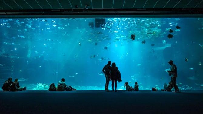 Mississippi Aquarium Day Trip: What to See and Where to Stay in Gulfport
